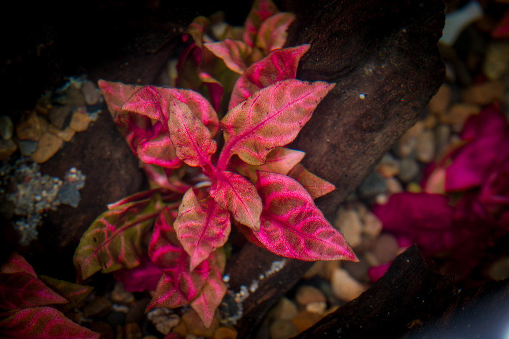 Alternanthera Reineckii Rosanervig UNS Tissue Culture