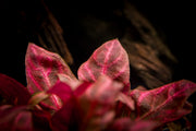 Alternanthera Reineckii Rosanervig UNS Tissue Culture Aquatic Plant - Buce Plant