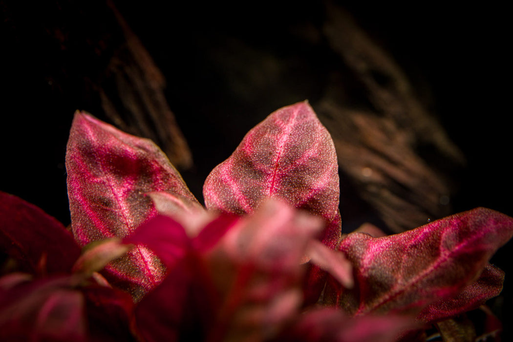 Alternanthera Reineckii Rosanervig UNS Tissue Culture
