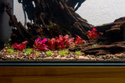Alternanthera Reineckii Rosanervig UNS Tissue Culture Aquatic Plant - Buce Plant