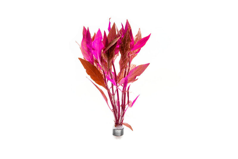 Alternanthera Rosanervig Aquatic Plant - Buce Plant