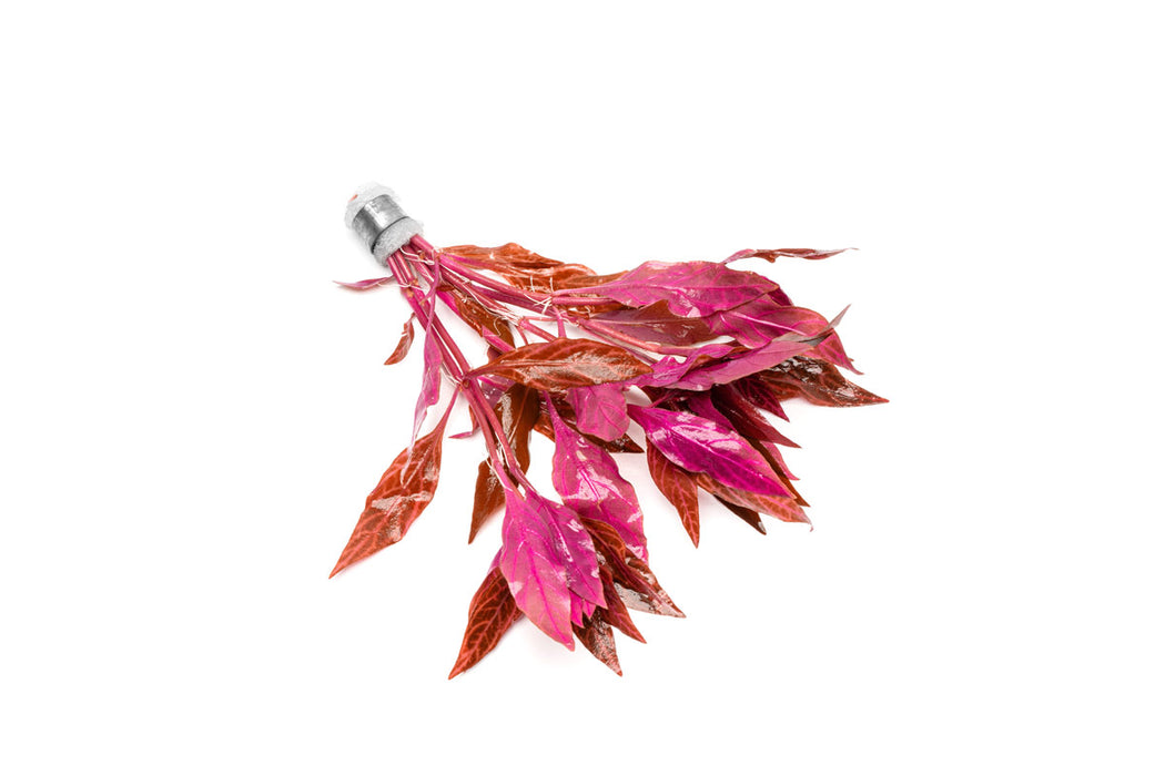 Alternanthera Rosanervig