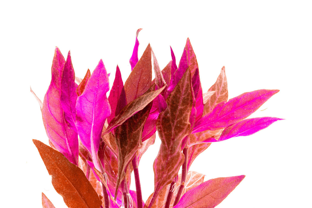 Alternanthera Rosanervig