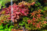 Alternanthera Reineckii Rosanervig Aquatic Farmer Tissue Culture Aquatic Plant - Buce Plant