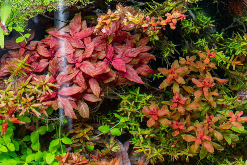 Alternanthera Reineckii Rosanervig Aquatic Farmer Tissue Culture Aquatic Plant - Buce Plant