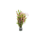 Variegated Alternanthera aquatic plant by CPA with green and reddish leaves suitable for freshwater aquariums.