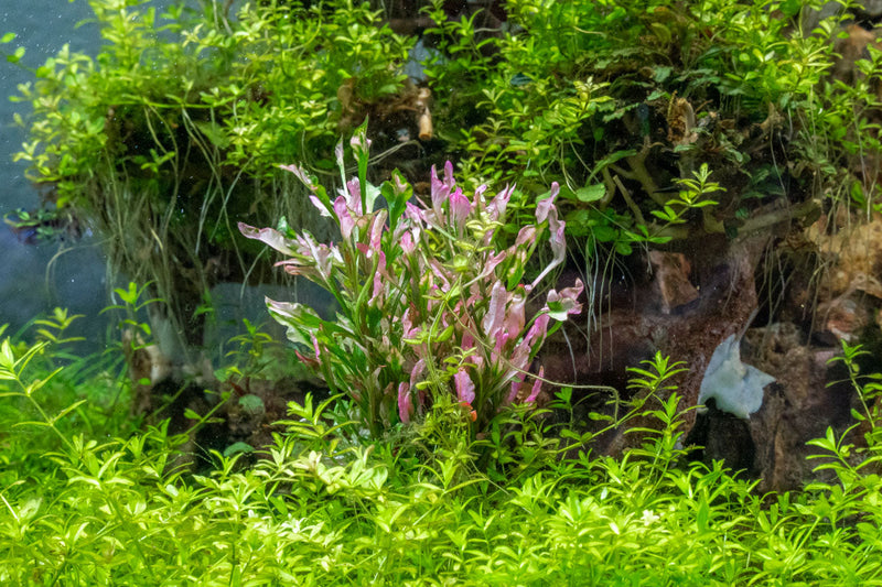 Variegated Alternanthera aquatic plant by CPA with green and red leaves, ideal for freshwater aquariums.
