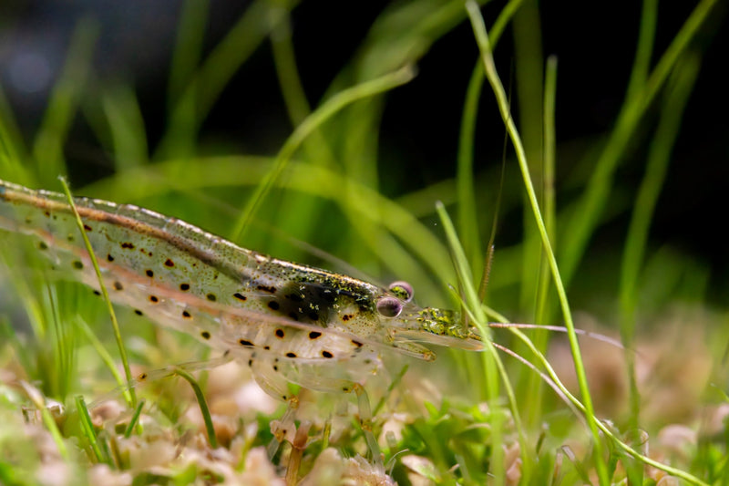 JA Amano Shrimp, freshwater shrimp species, shown in a natural aquatic environment, used for aquarium cleaning and algae control.