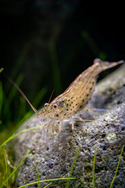 JA Amano Shrimp, freshwater shrimp with transparent body and long antennae, ideal for aquarium cleaning and algae control.