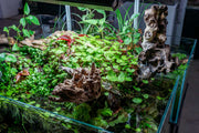 Amazon Wood Driftwood - Buce Plant