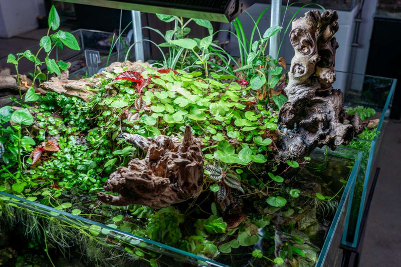 Amazon Wood Driftwood - Buce Plant