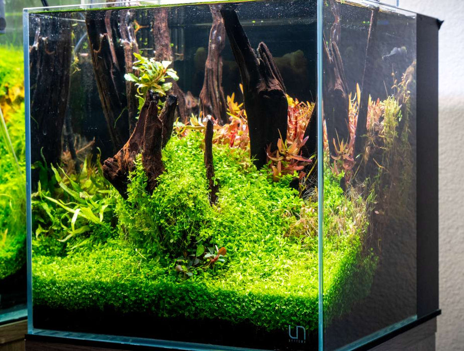 amazon tropical fish tank accessories Planted River Theme Aquarium : r/Aquariums Pedty Fish Tank Decoration -