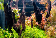 Amazon Wood Driftwood - Buce Plant