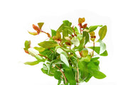 Healthy Ammania gracilis aquatic plant from ACW with vibrant green, fine-leaved stems suitable for freshwater aquariums.