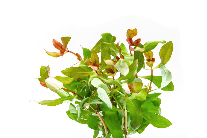 Healthy Ammania gracilis aquatic plant from ACW with vibrant green, fine-leaved stems suitable for freshwater aquariums.