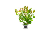 Healthy Ammania Gracilis aquatic plant from ACW with vibrant green stems and delicate leaves for freshwater aquariums.