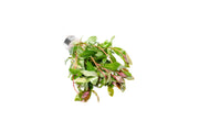 Healthy Ammania Gracilis aquatic plant from ACW, showcasing vibrant green stems and finely textured leaves for freshwater aquariums.