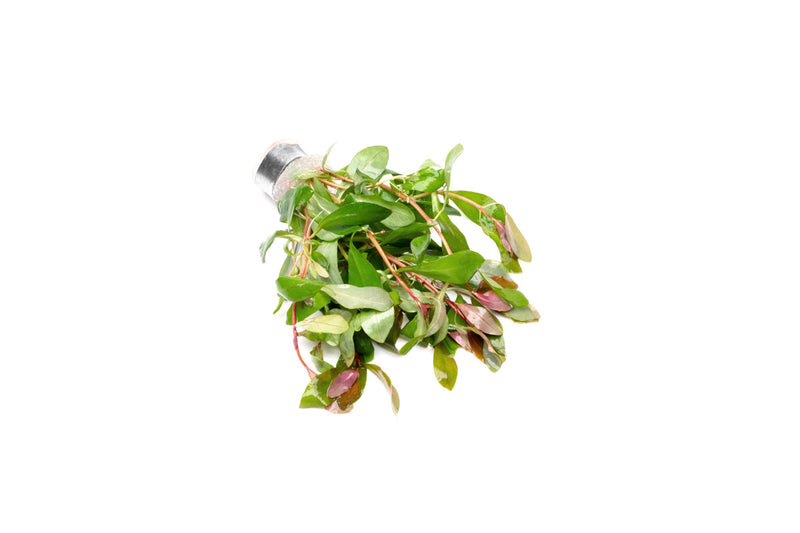 Healthy Ammania Gracilis aquatic plant from ACW, showcasing vibrant green stems and finely textured leaves for freshwater aquariums.