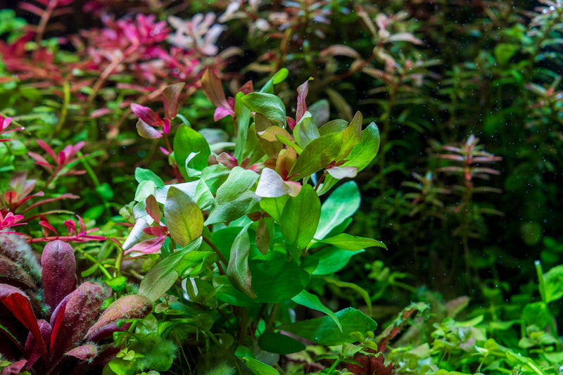 Healthy Ammania Gracilis aquatic plant from ACW, with vibrant green stems and fine leaves, ideal for freshwater aquariums.