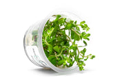 Ammannia Gracillis Aquatic Farmer Tissue Culture Aquatic Plant - Buce Plant