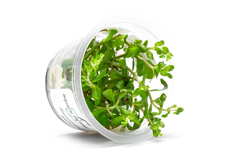 Ammannia Gracillis Aquatic Farmer Tissue Culture Aquatic Plant - Buce Plant