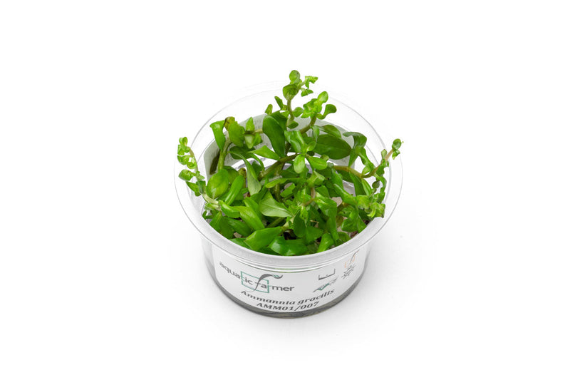 Ammannia Gracillis Aquatic Farmer Tissue Culture Aquatic Plant - Buce Plant