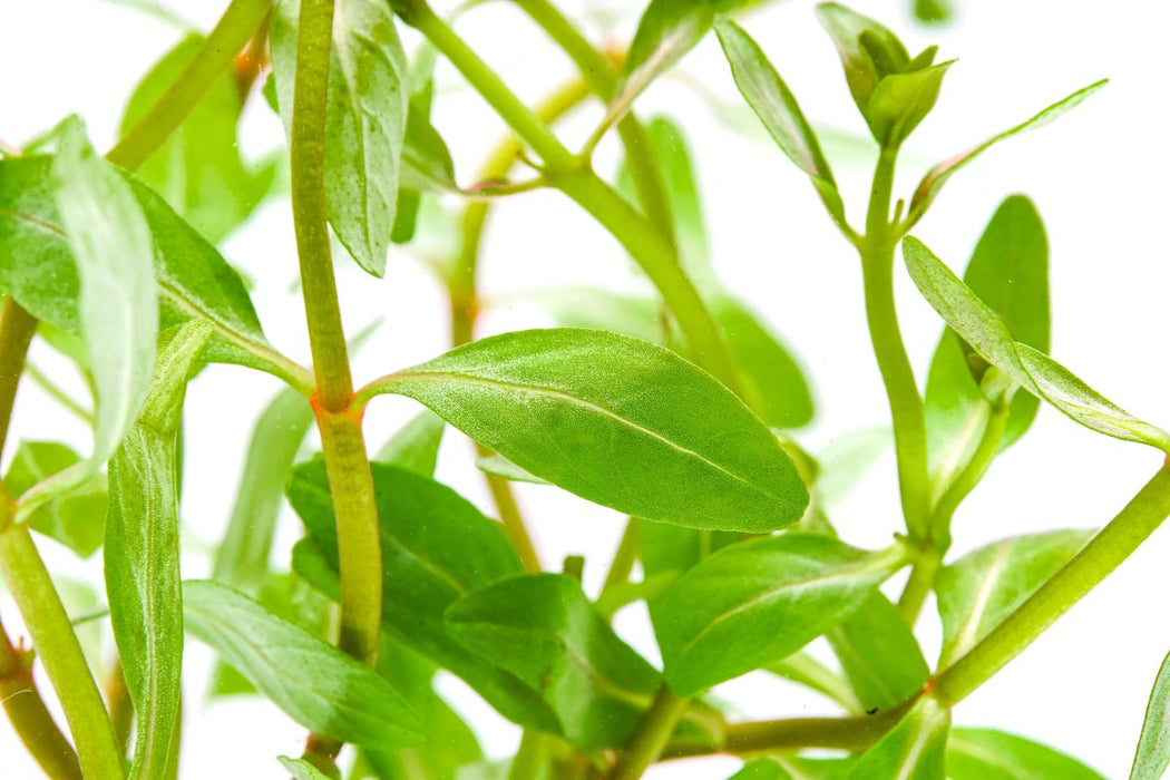 Healthy Ammannia Sp. Sulawesi aquatic plant from CPA with vibrant green leaves, ideal for freshwater aquariums.