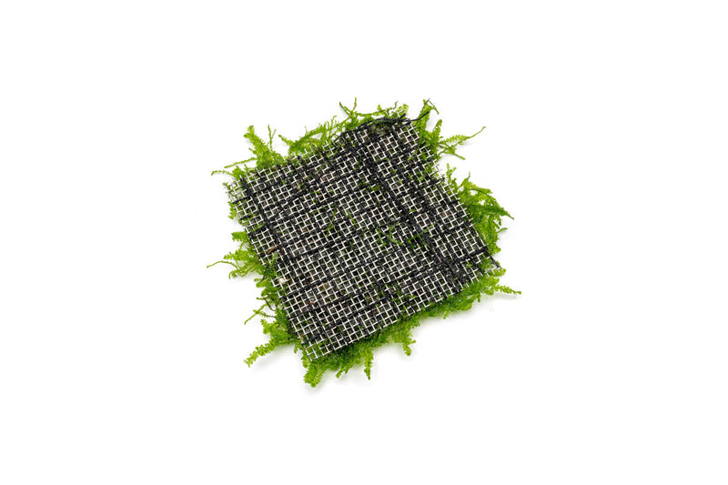 Anchor Moss on Stainless Steel Aquatic Plant - Buce Plant