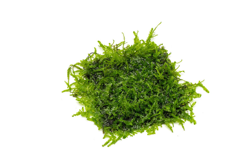 Anchor Moss on Stainless Steel Aquatic Plant - Buce Plant