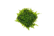 Anchor Moss on Stainless Steel Aquatic Plant - Buce Plant
