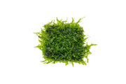 Anchor Moss on Stainless Steel Aquatic Plant - Buce Plant