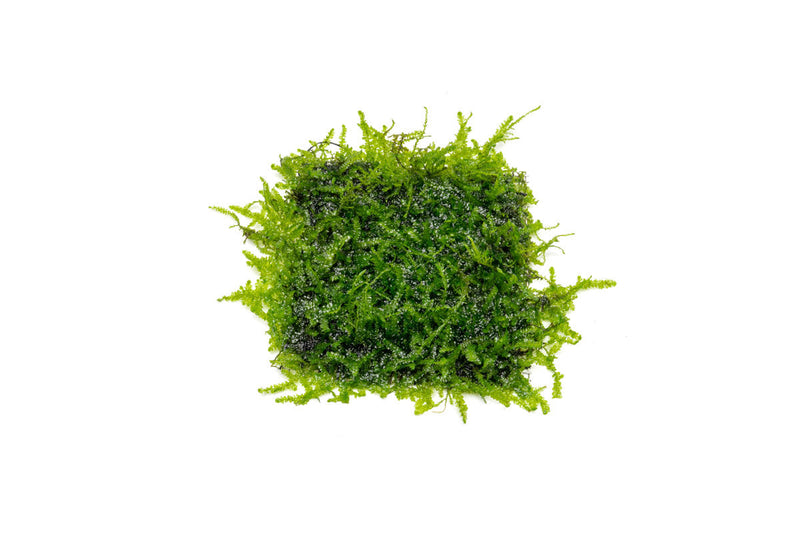 Anchor Moss on Stainless Steel Aquatic Plant - Buce Plant