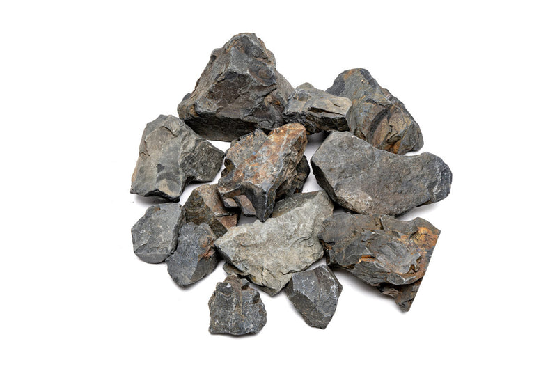Ancient Stone Stone - Buce Plant