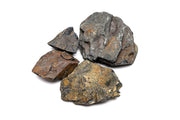 Ancient Stone Stone - Buce Plant