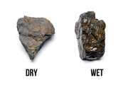 Ancient Stone Stone - Buce Plant