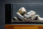 Ancient Stone Stone - Buce Plant