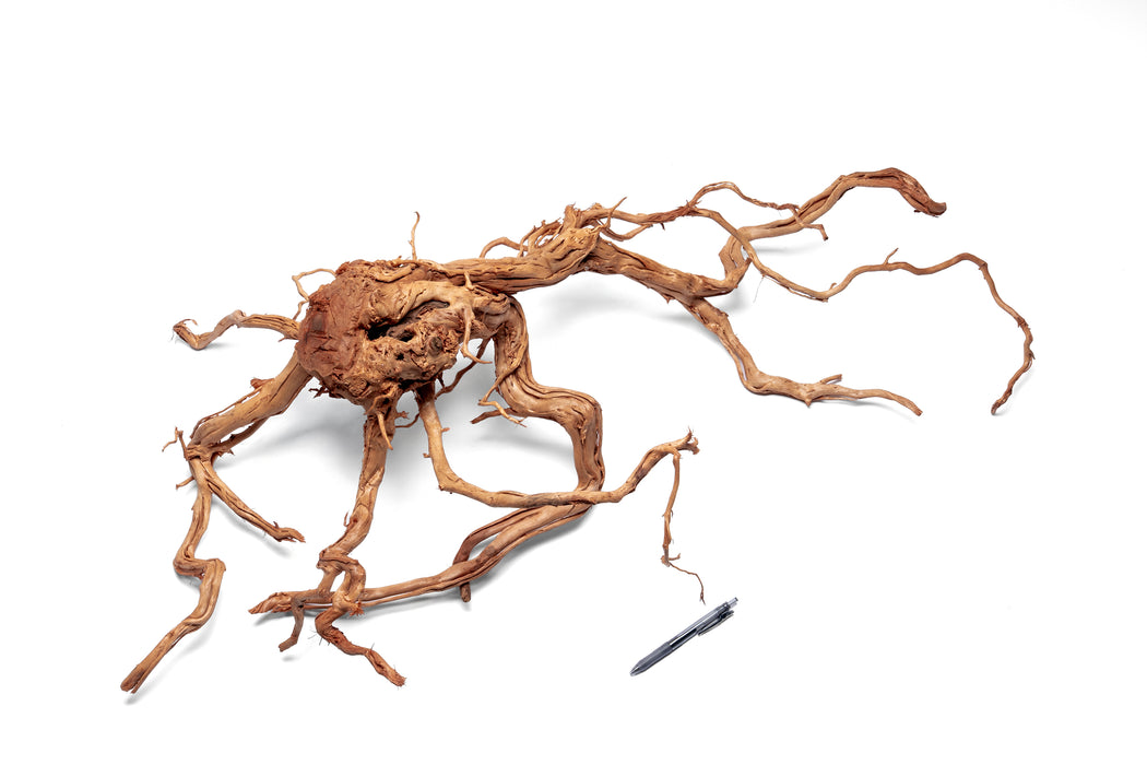 Ancient Wood Showpiece (AW01)