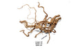 Ancient Wood Showpiece (AW010)