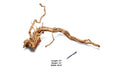 Ancient Wood Showpiece (AW013)