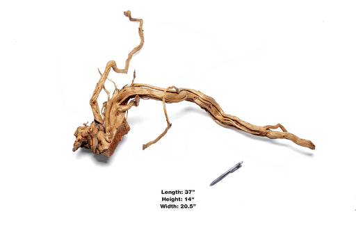 Ancient Wood Showpiece (AW013)