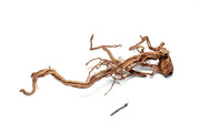 Driftwood ancient wood showpiece from UNSHARDSCAPE, showcasing intricate natural wood textures and organic shapes.