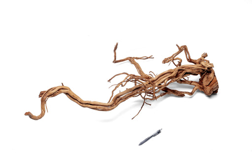Ancient Wood Showpiece (AW04)