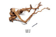 Ancient Wood Showpiece (AW09)