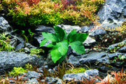 Anubias Barteri Aquatic Plant - Buce Plant