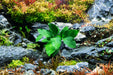 Healthy Anubias Barteri aquatic plant from ACW with broad green leaves, ideal for freshwater aquariums.