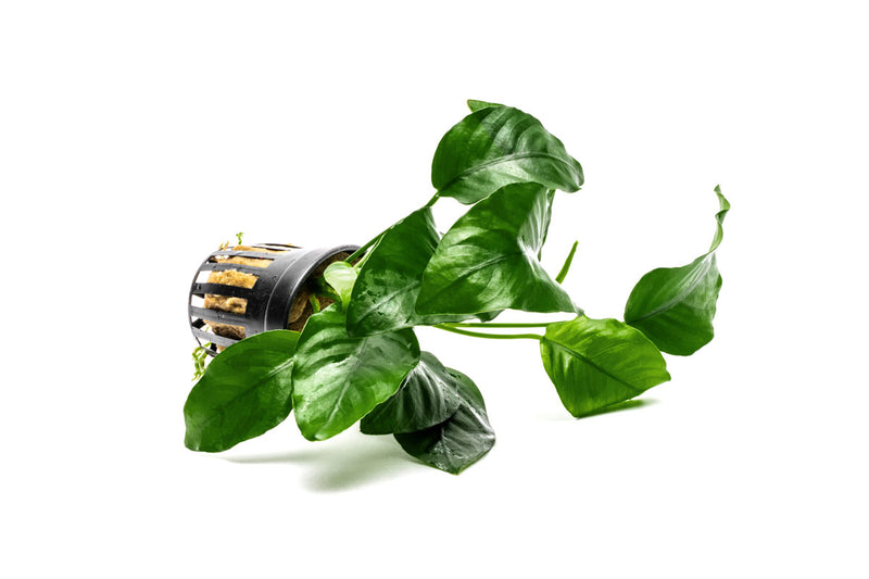 Anubias Barteri Aquatic Plant - Buce Plant