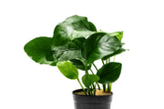 Anubias Barteri Aquatic Plant - Buce Plant