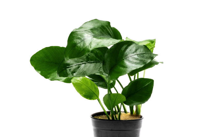 Anubias Barteri Aquatic Plant - Buce Plant