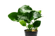 Healthy Anubias Barteri aquatic plant from ACW with broad green leaves, ideal for freshwater aquariums.