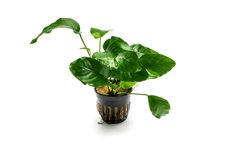 Anubias Barteri Aquatic Plant - Buce Plant